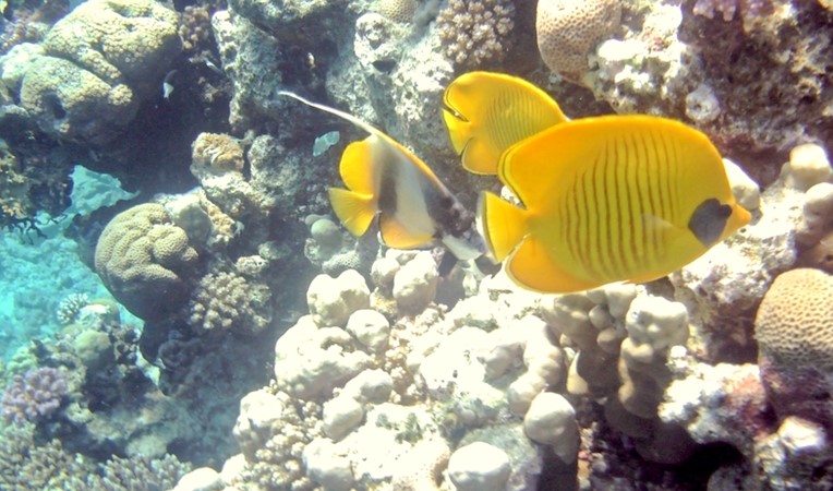 Don’t miss to meet the Mask Butterfly fish while visiting Port Ghalib and Marsa Alam  Photo